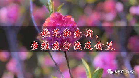 八字如何看桃花|桃花的查询、多维度分类及含义